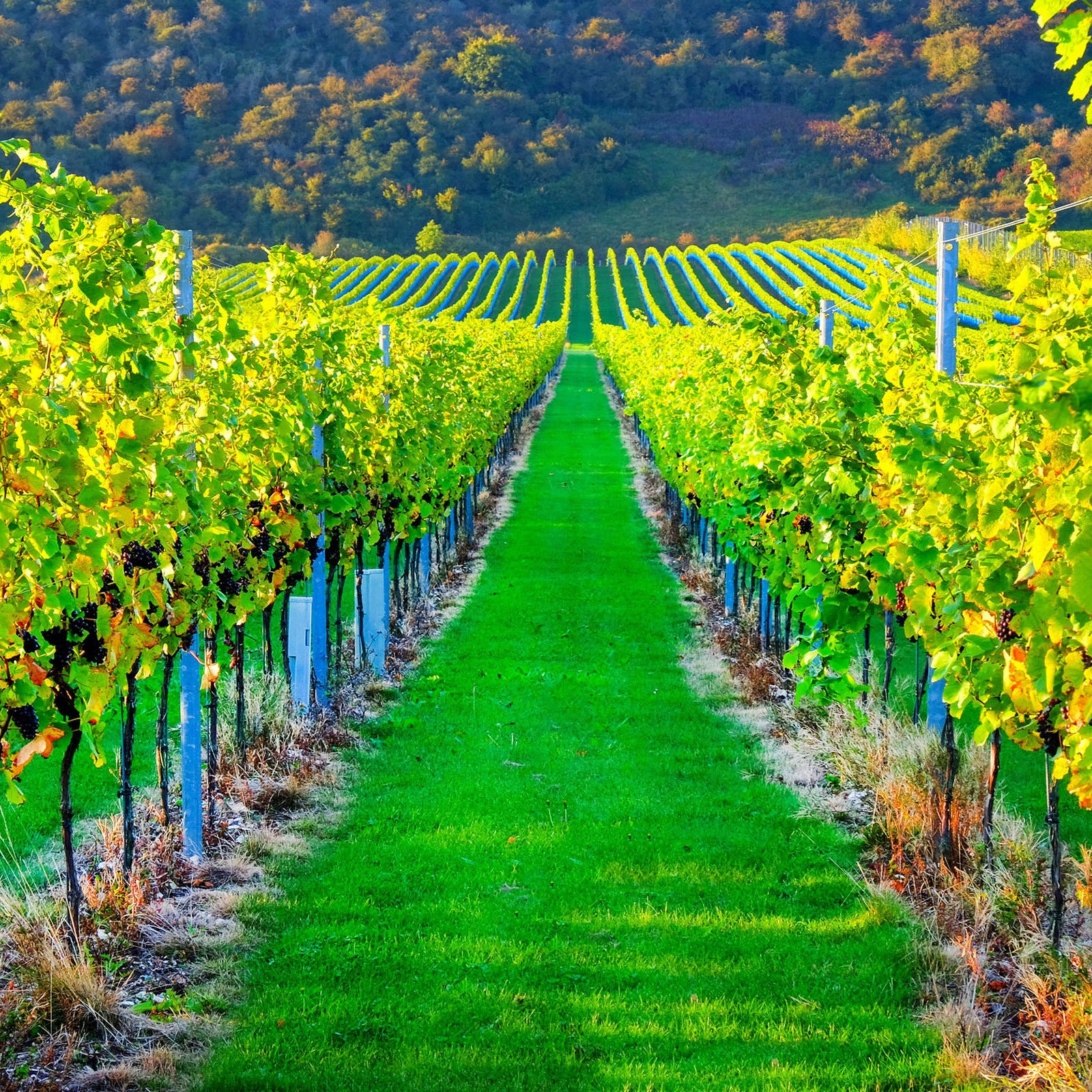 Vineyard Irrigation And Frost Protection Systems