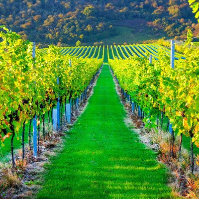 Vineyard Irrigation And Frost Protection Systems