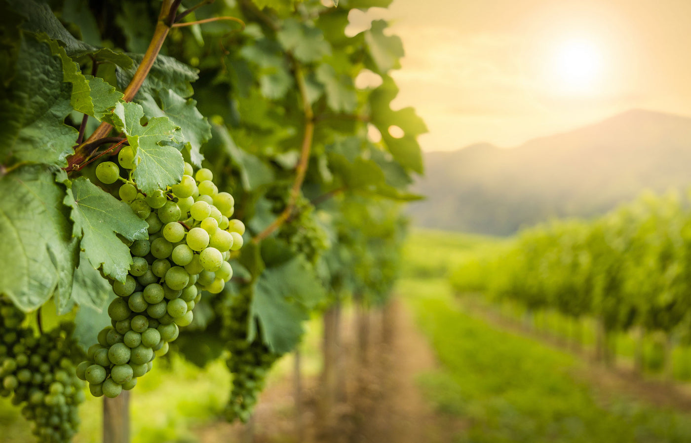 Irrigation And Frost Protection For Vineyards