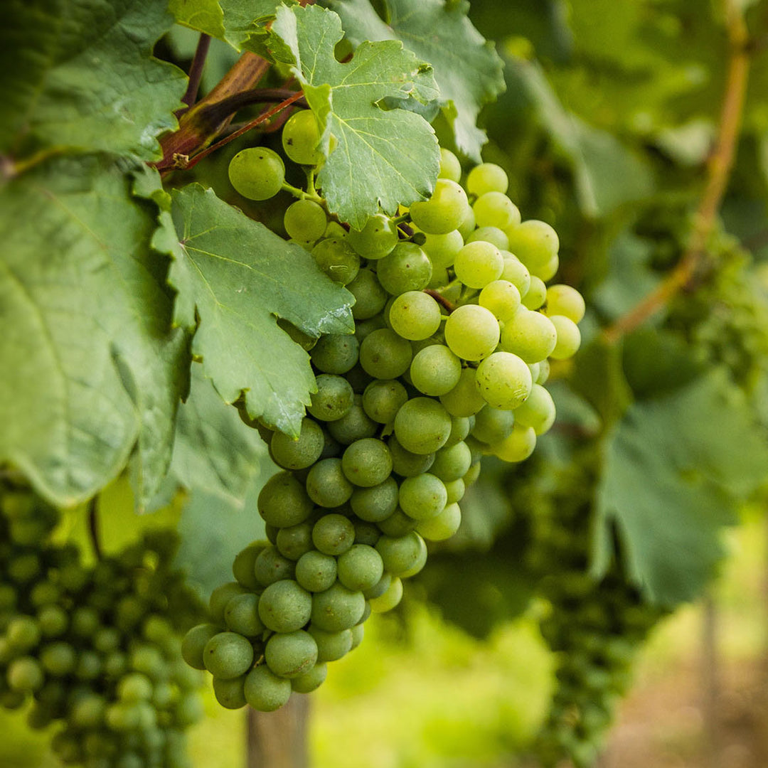 Vineyard Fertigation Allow Feeds To Be Mixed And Added Into The Water