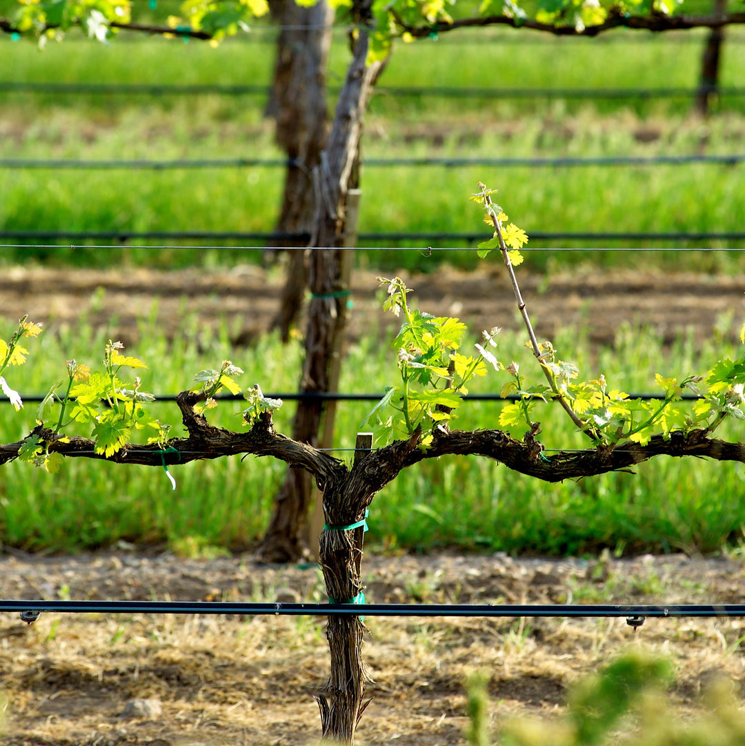 Low Maintenance, High Performance Vineyard Irrigation Systems