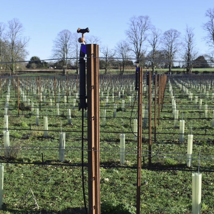 Vineyard Frost Protection Sprinklers