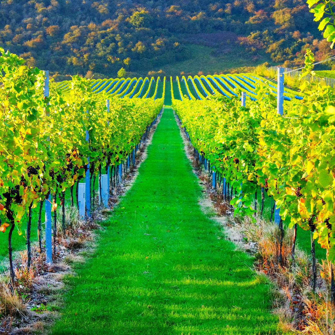 Vineyard Irrigation