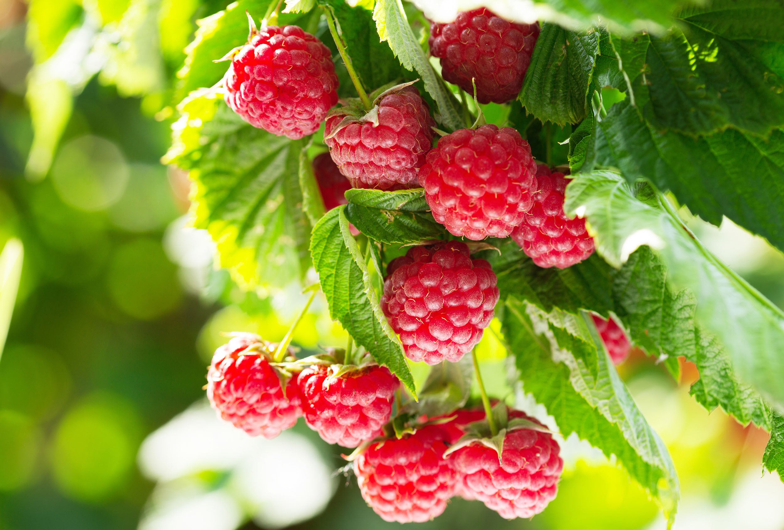Irrigation For Soft Fruit Growing