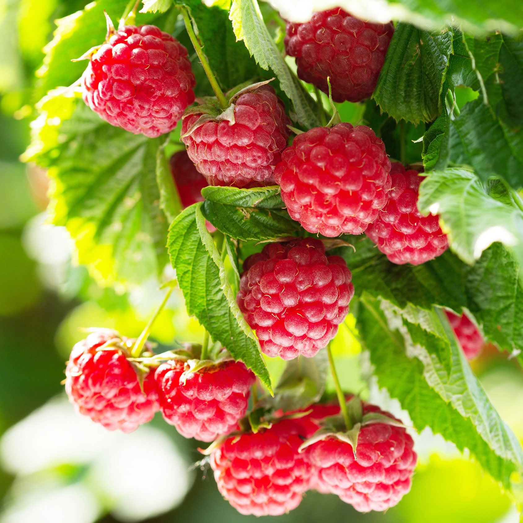 Irrigation Systems For Soft Fruit Growing