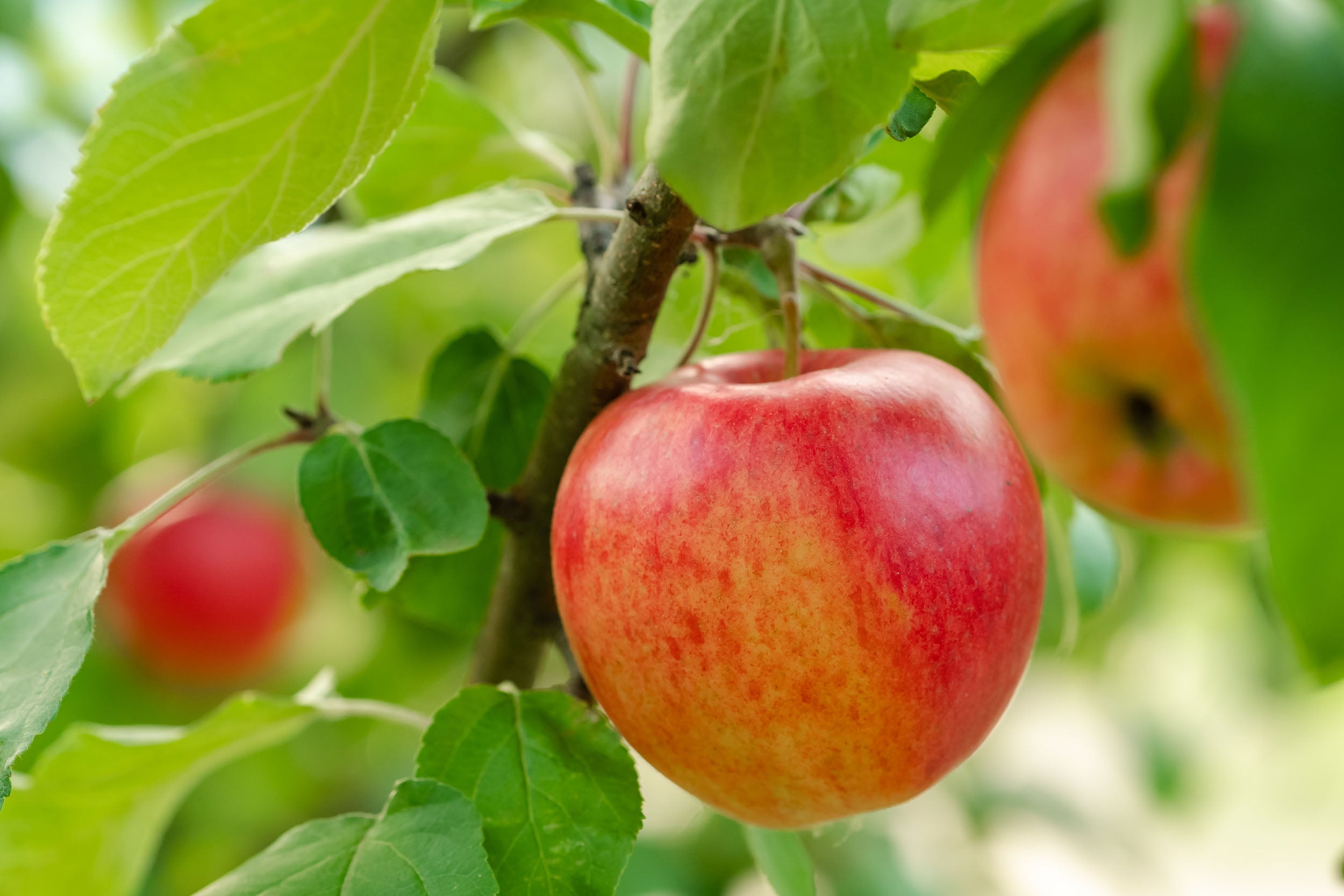 Irrigation For Top Fruit Growing