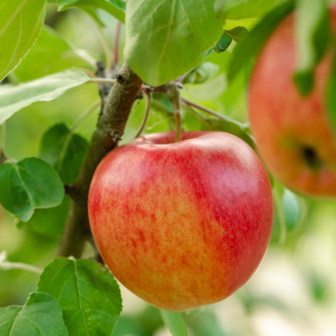 Irrigation Systems For Top Fruit Growing