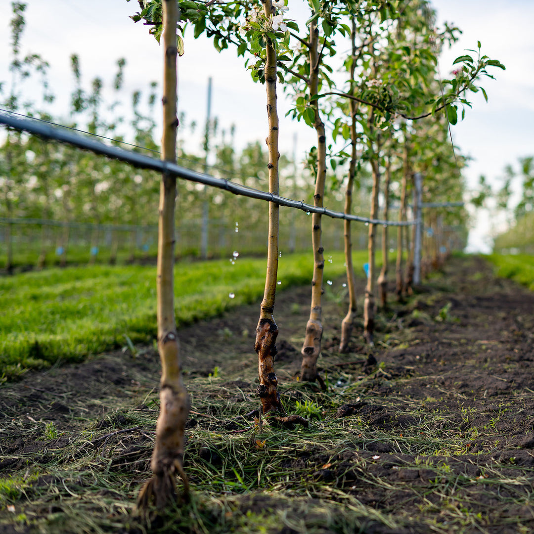 Vineyard Irrigation Advisors And Installers