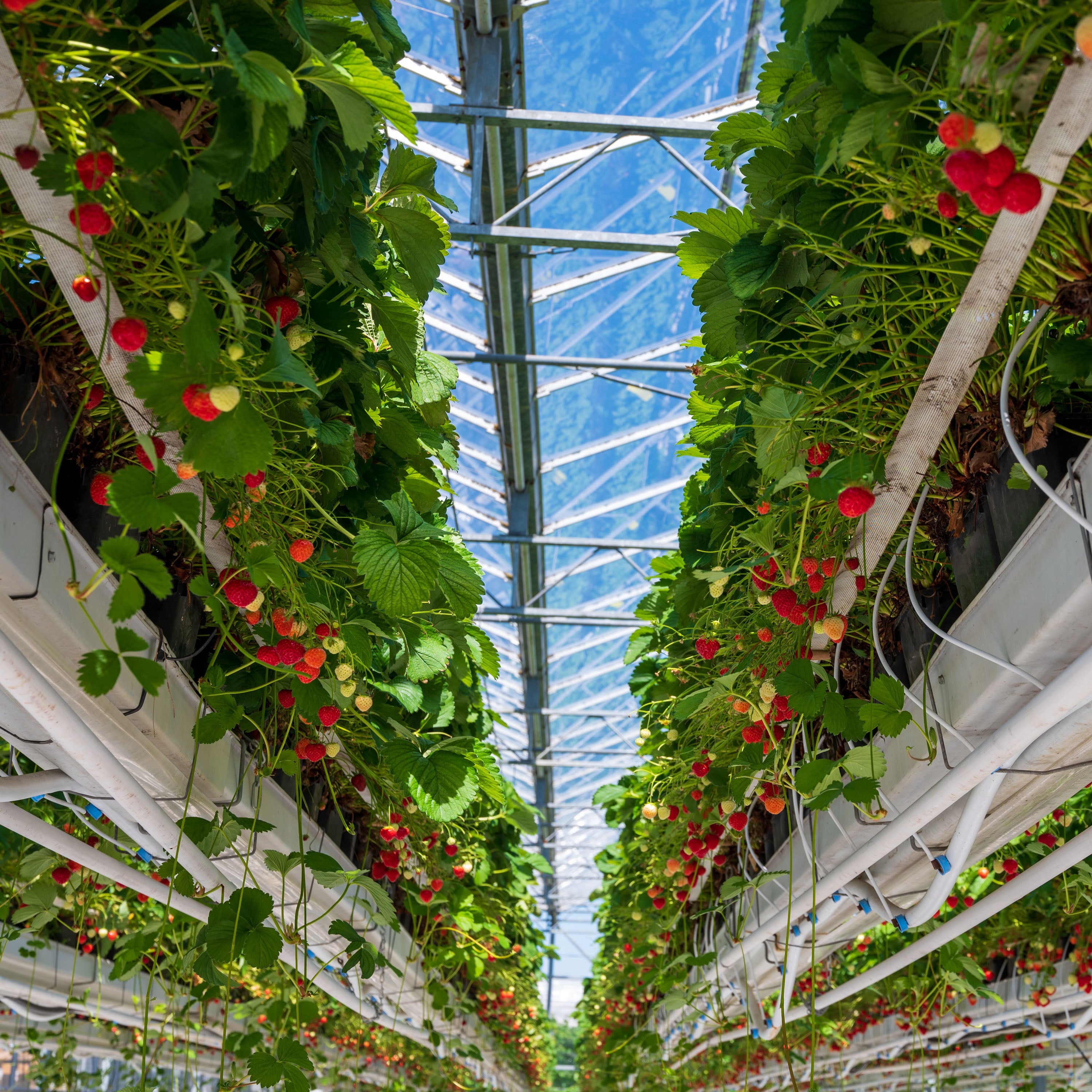 Soft Fruit Irrigation Systems