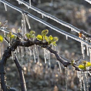 Vineyard Frost Protection Systems