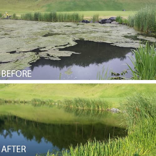 Kasco Pond Probiotics